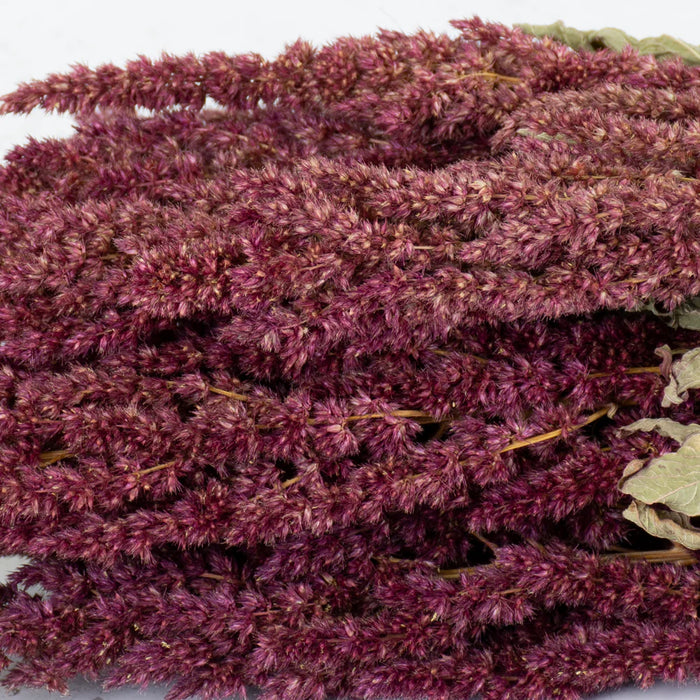 Dried Amaranthus - Red