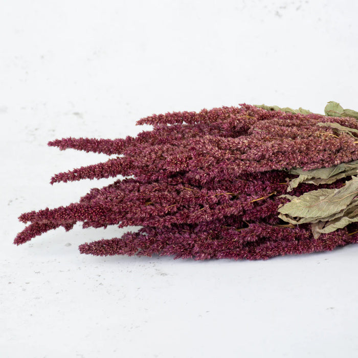 Dried Amaranthus - Red