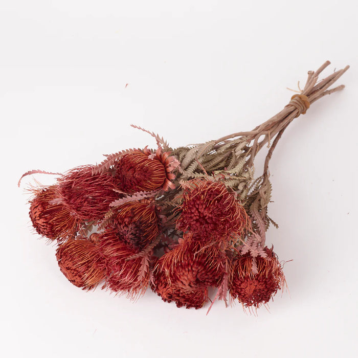 Dried Banksia Dryandra (Dipped Erica)