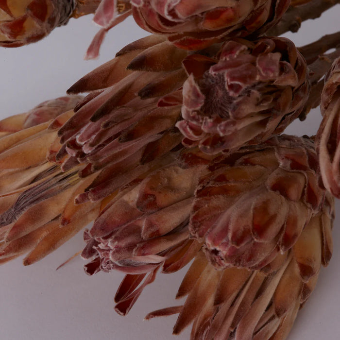 Dried Sugarbush (Protea Compacta) Bunch - Pink/Cream