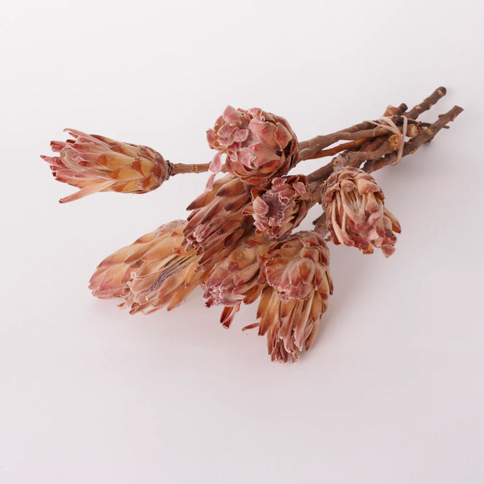 Dried Sugarbush (Protea Compacta) Bunch - Pink/Cream