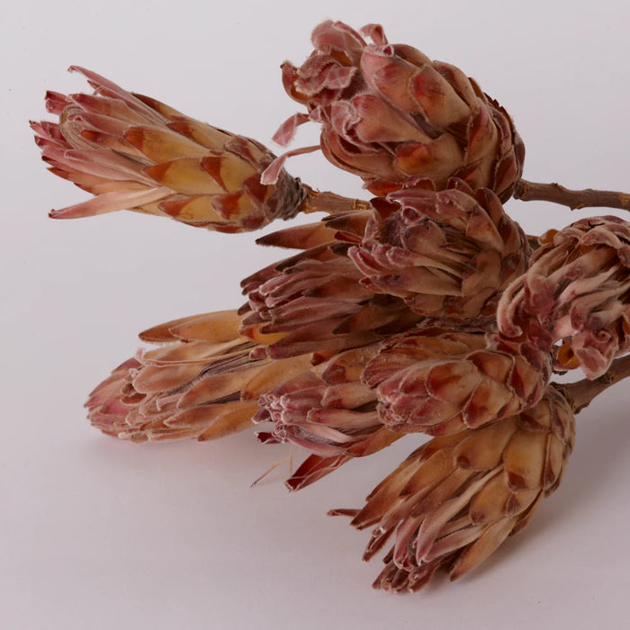 Dried Sugarbush (Protea Compacta) Bunch - Pink/Cream