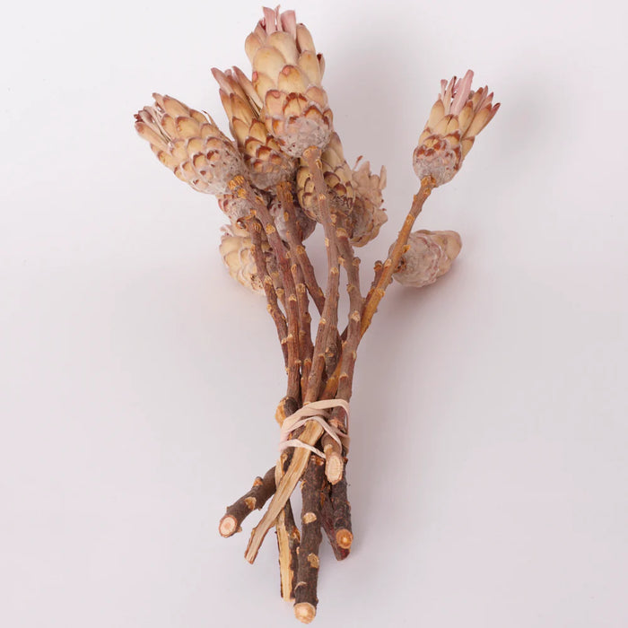 Dried Sugarbush (Protea Compacta) Bunch - Pink/Cream