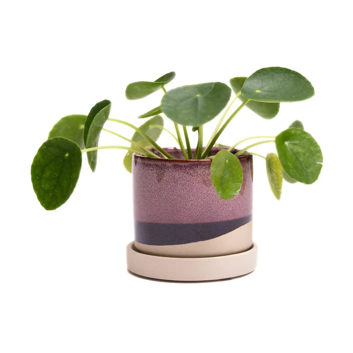 Burgundy - Chive Minute Pot & Saucer