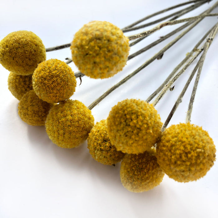 Dried Craspedia (Billy Buttons) - Yellow