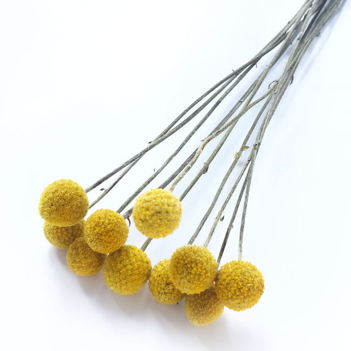 Dried Craspedia (Billy Buttons) - Yellow