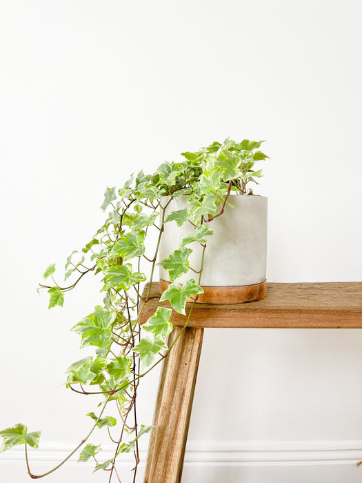 Handmade Matt Concrete & Reclaimed Wood Plant Pot