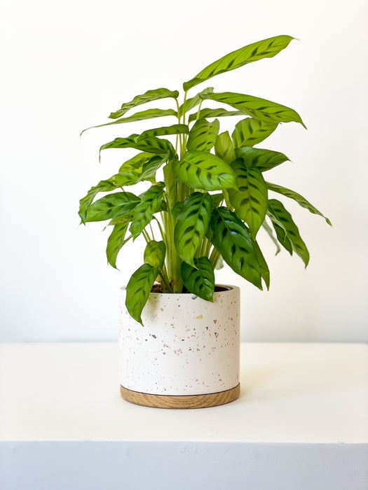 Handmade Flecked Eco Resin & Reclaimed Wood Plant Pot